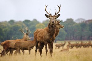 Hollande : prêt de 2000 cerfs devront être abattus dans une réserve