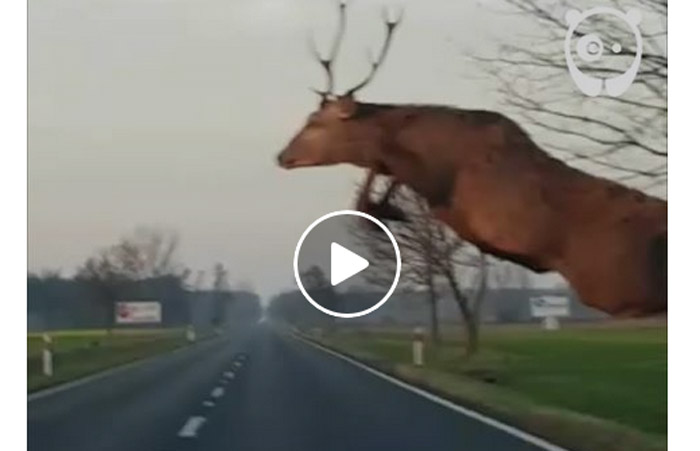 Vidéo : un cerf saute par dessus une voiture