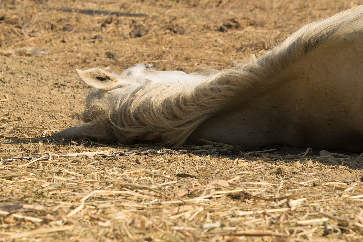 Un cheval tué lors d’une battue au sanglier