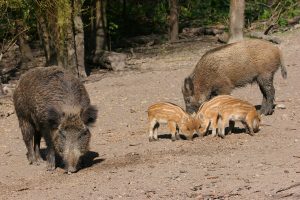 Un élevage illégale de sangliers condamné en Haute-Loire