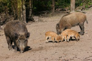 Un élevage illégale de sangliers condamné en Haute-Loire