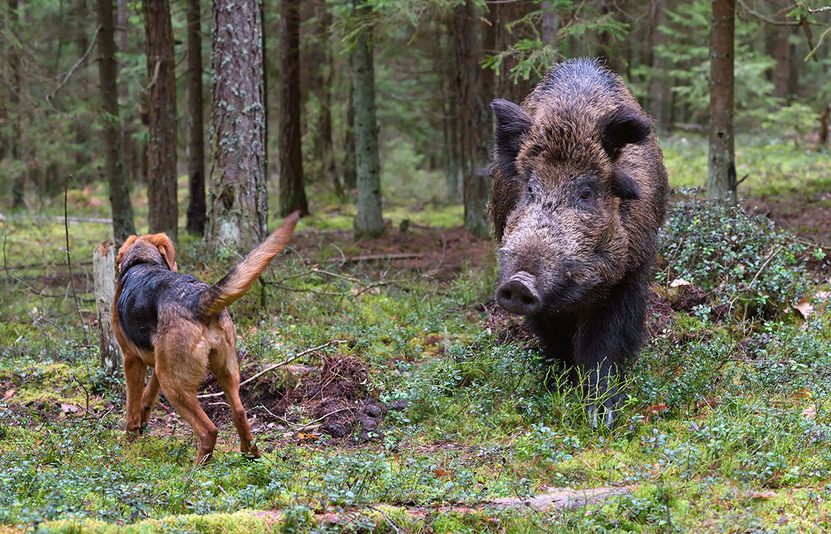 La Fédération des chasseurs de l’Oise communique sur de possibles cas de maladie d’Aujeszky