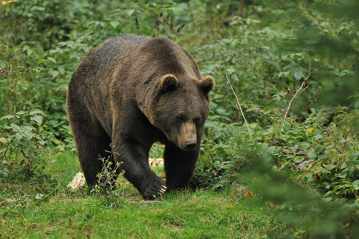 Pyrénées : l’OFB ne divulgue pas la position des ours en temps réel pour les protéger