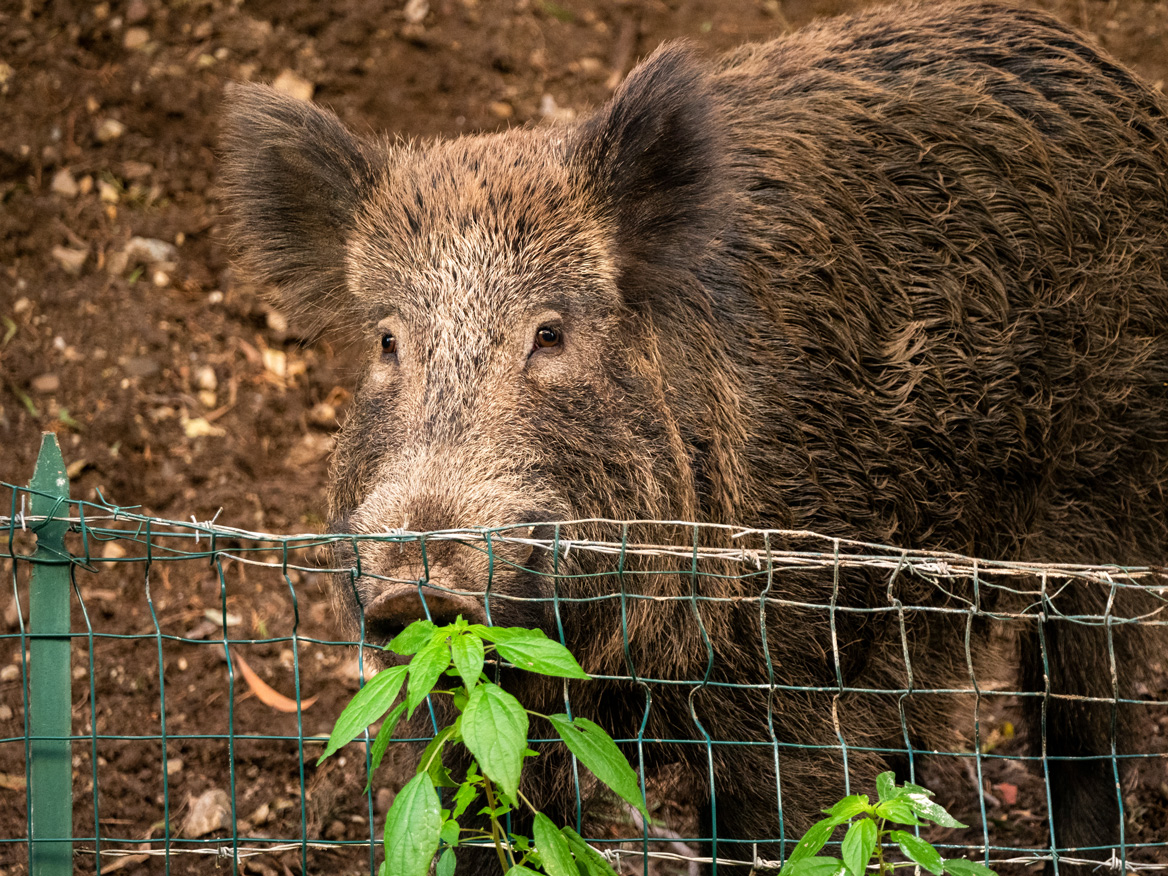 Un sanglier contaminé par la PPA à la frontière Française.