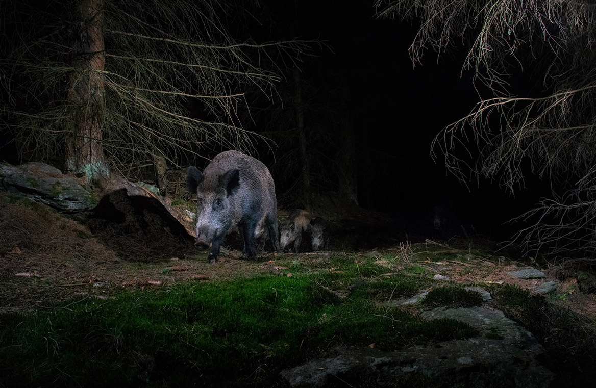 Tir de nuit du sanglier : la préfecture du Cher a pris un arrêté jusqu’au 31 mai