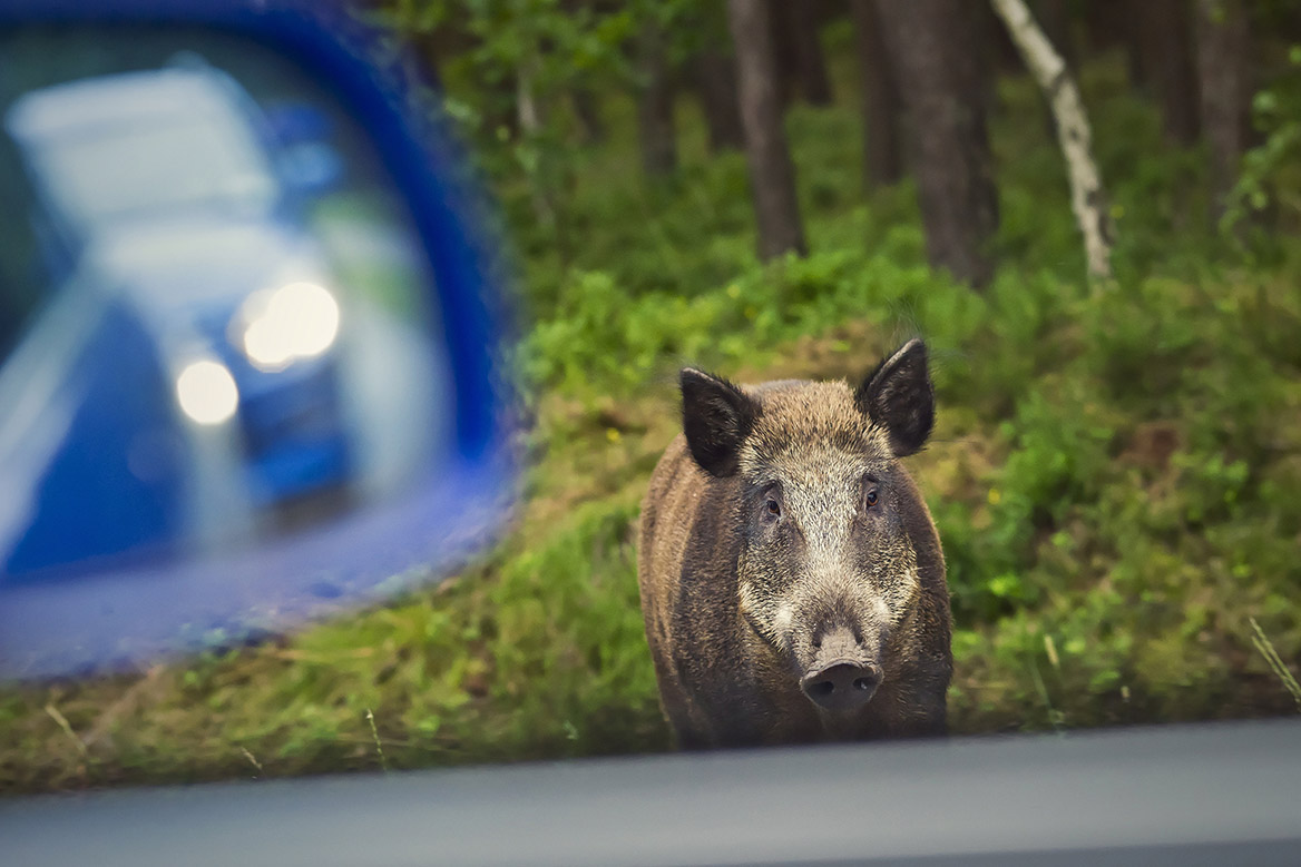 Metz : 110 chasseurs, 45 traqueurs, 60 chiens et 1 autoroute fermée