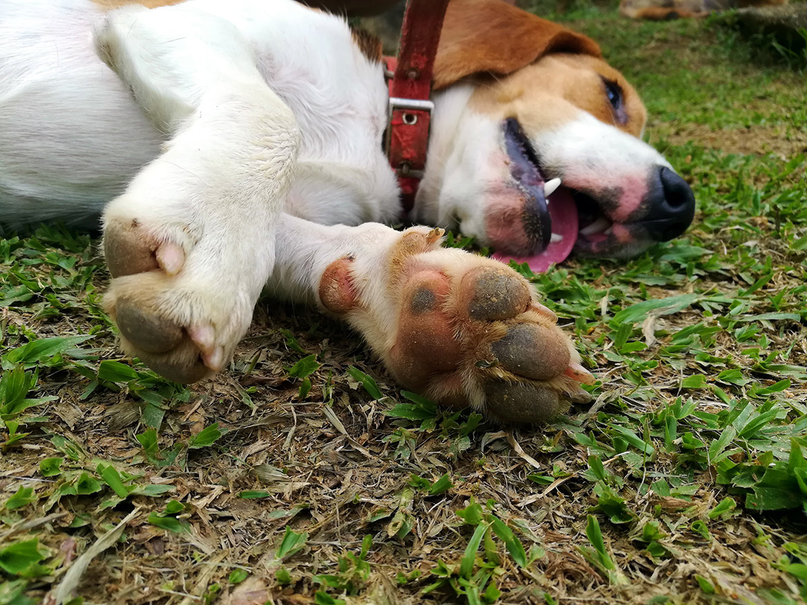 20 chiens empoisonnés en Savoie