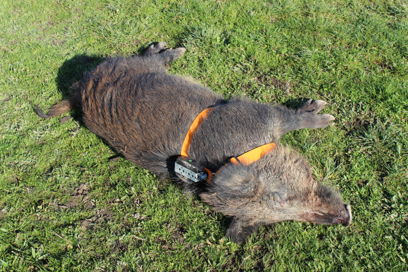 Haute-Garonne, la fédération des chasseurs équipe des sangliers de balises GPS