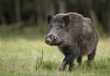 la PPA officiellement éradiquée en République tchèque
