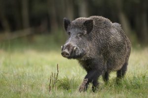 la PPA officiellement éradiquée en République tchèque