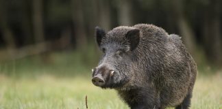 la PPA officiellement éradiquée en République tchèque