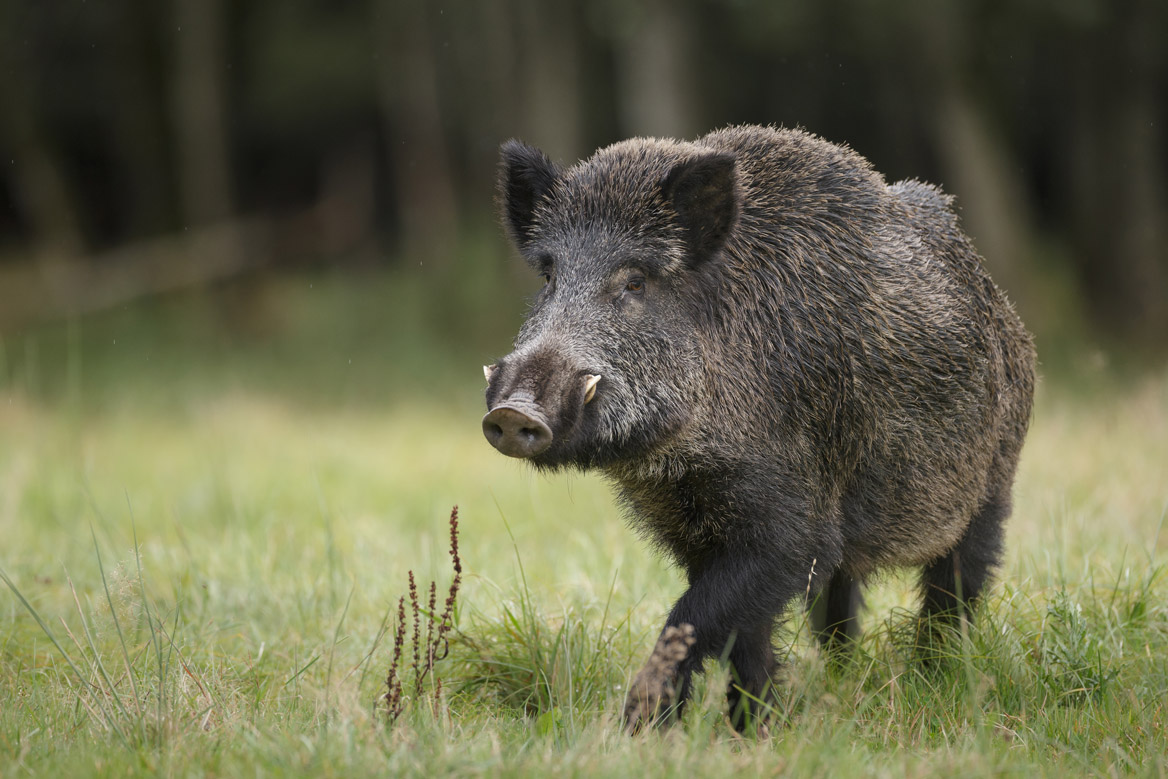 Un sanglier tue un chasseur en Italie