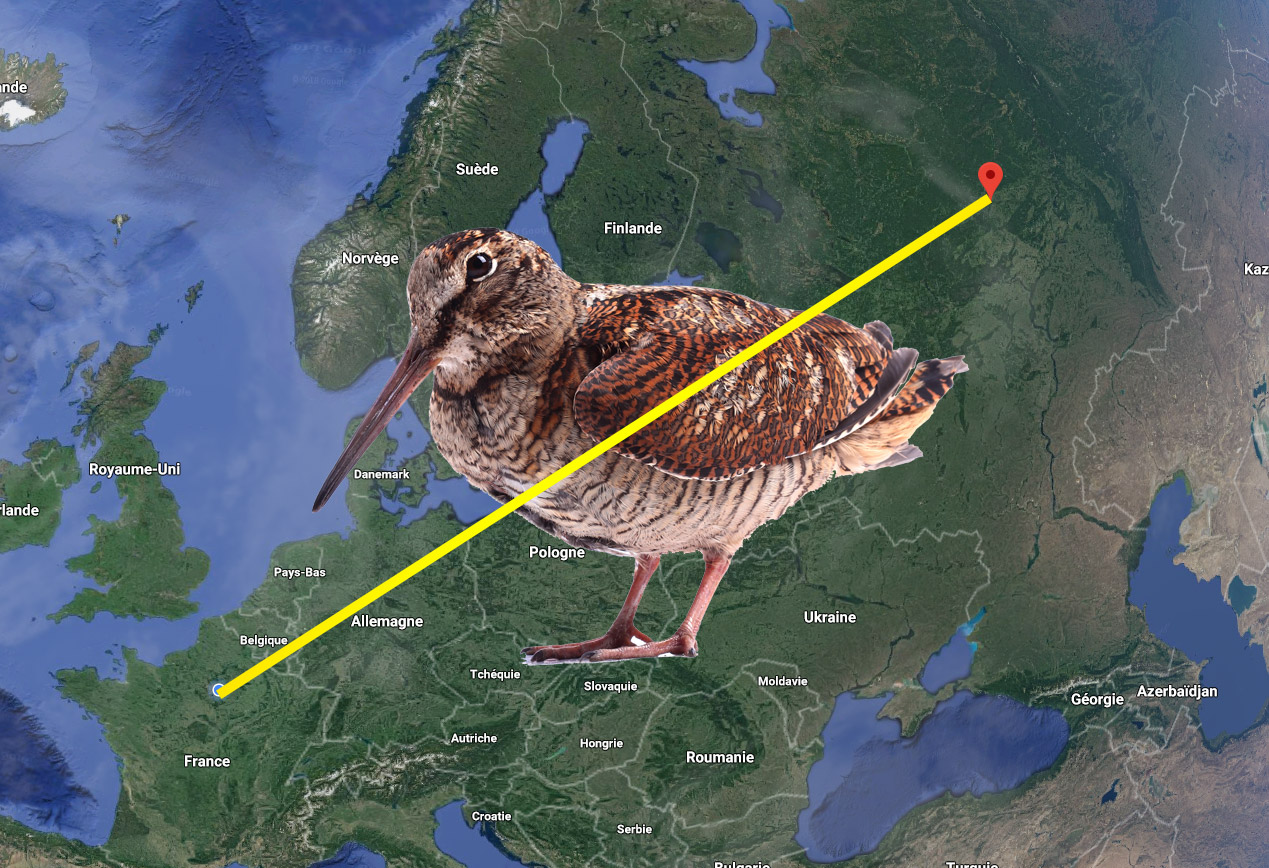 Une bécasse baguée dans l’Oise prélevée 6 mois plus tard en Russie