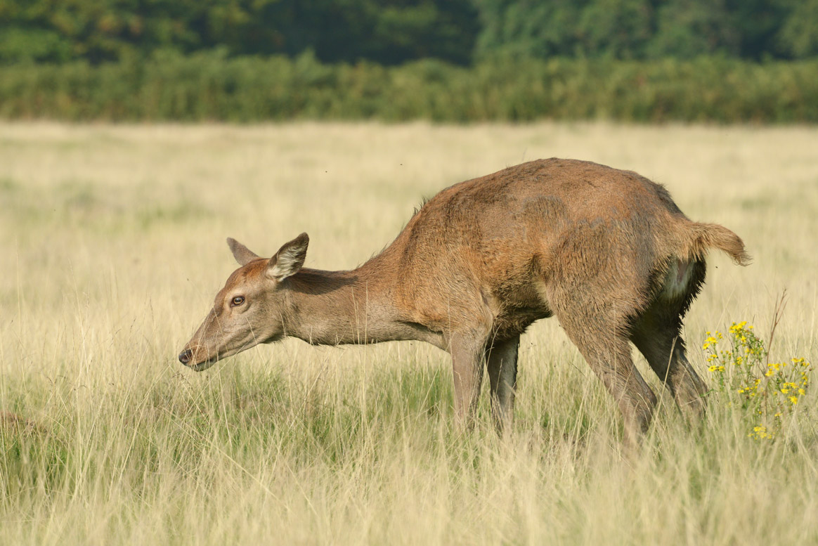 Orne : 10.000€ d’amende et un an suspension de permis pour plusieurs infractions au droits de chasse