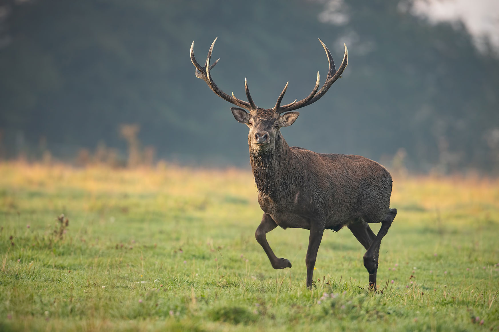 Le plus grand comptage de cerfs en France a été organisé par 6 Fédérations sous l’association Observatoire Cerf du Massif Central