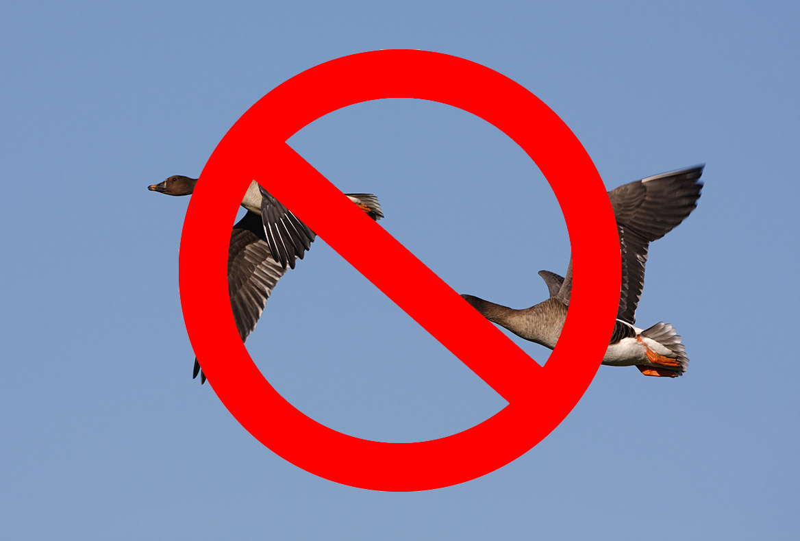Flash info : la chasse aux oies suspendue