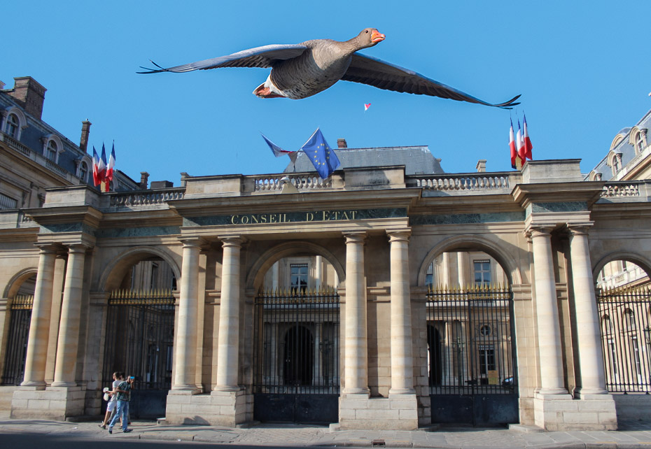 Oies en février, l’heure de vérité !