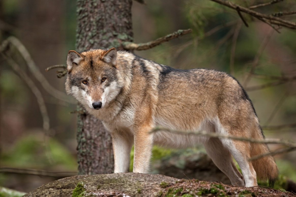 Un loup tué sur l’autoroute près de Lyon