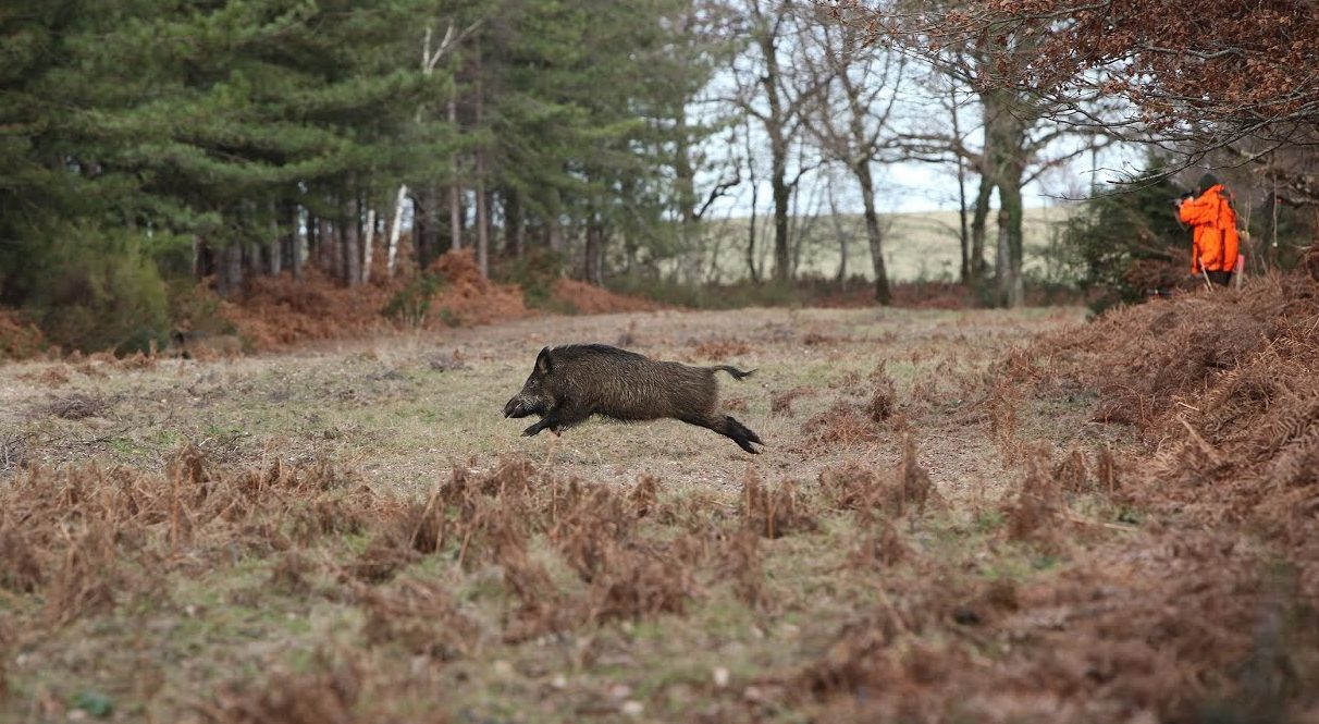 Chasse aux sangliers : l’Agglomération de Saint-Brieuc va financer une partie des bracelets