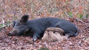 les vidéos de chasse