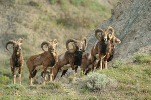 Le mouflon de corse officiellement protégé