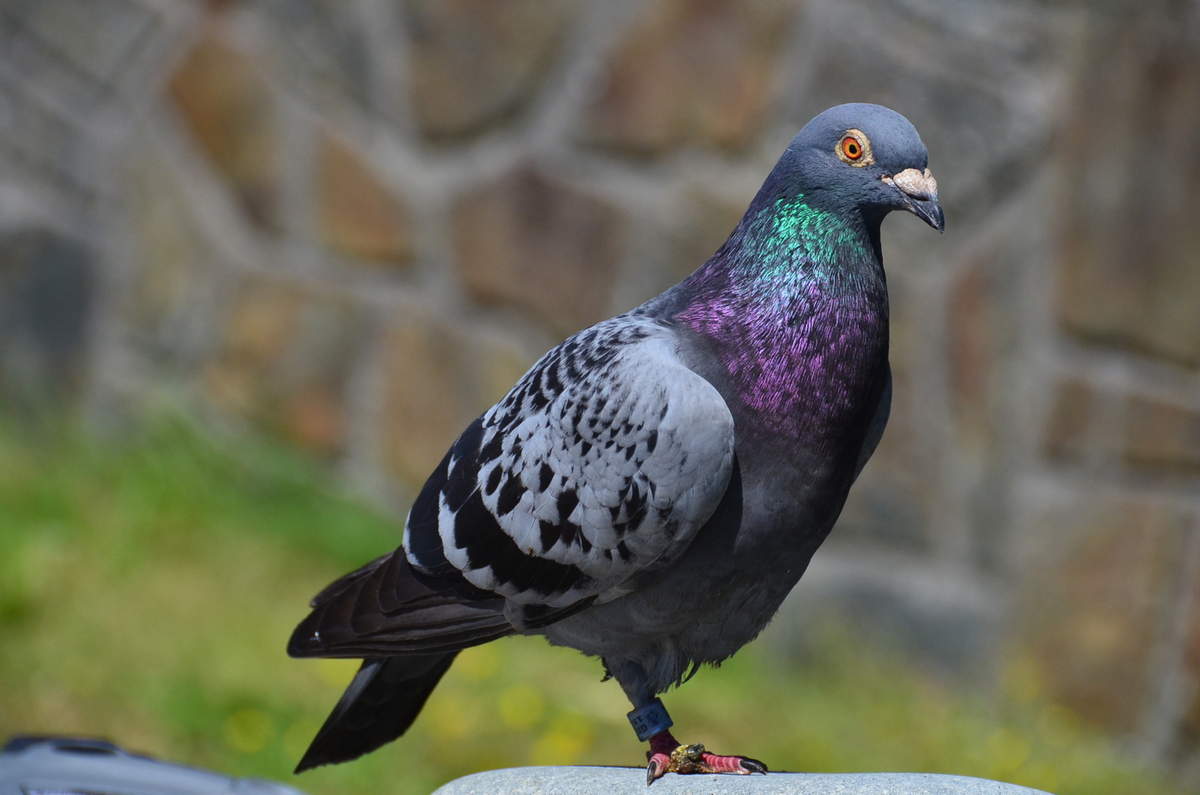 Un pigeon voyageur vendu 1.252.000€