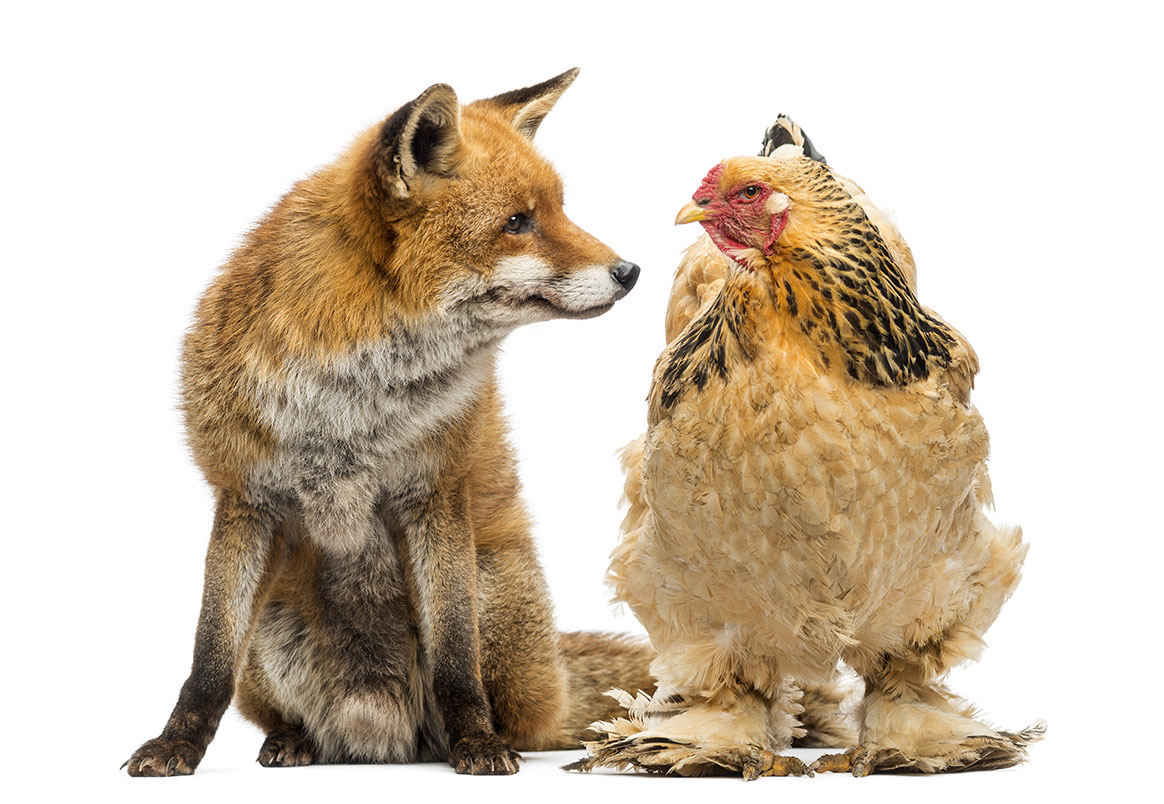 Bretagne : 1 renard tué par des poules