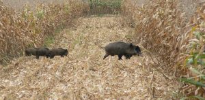 Les dégats de gibiers dans les vosges