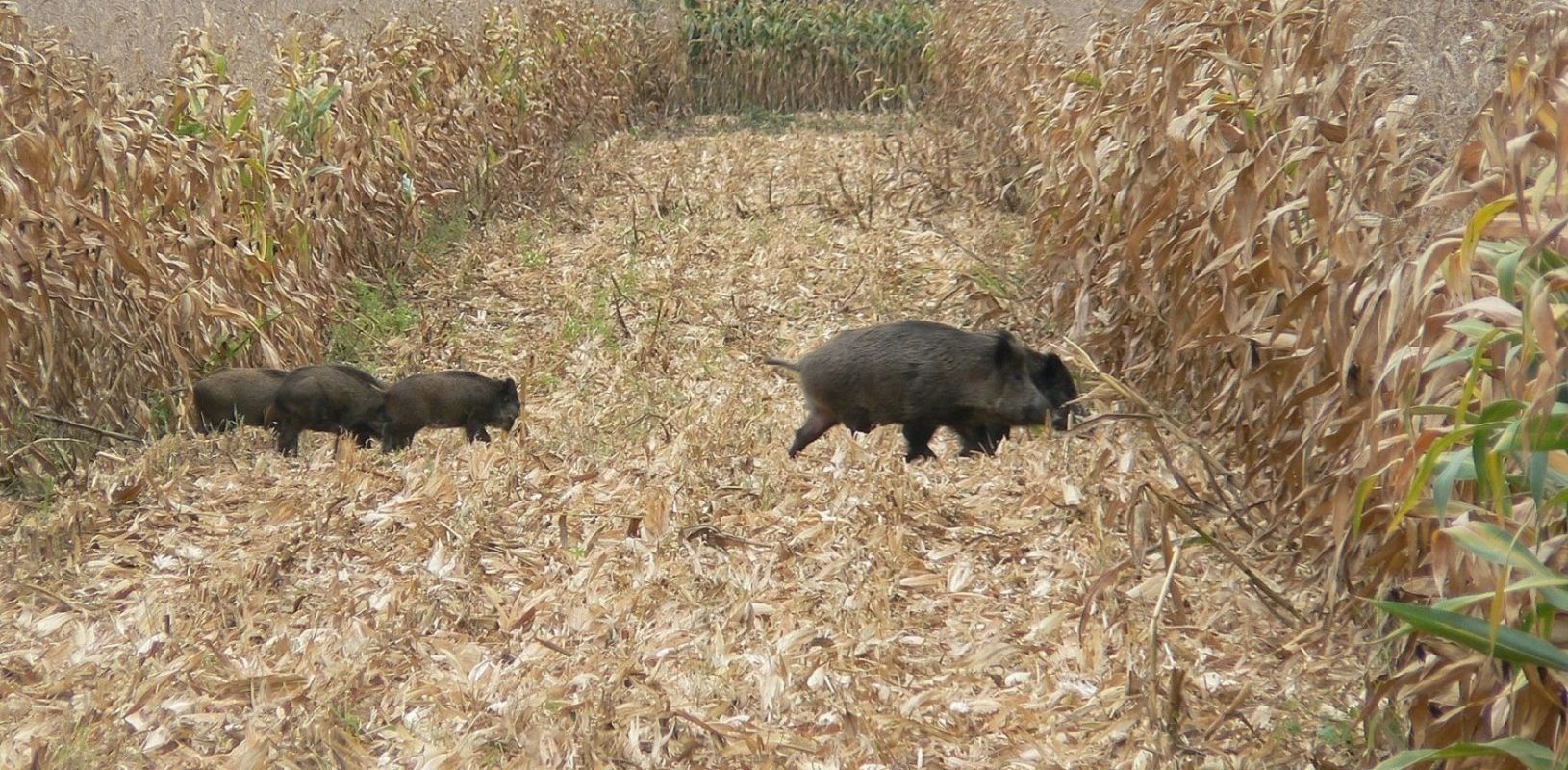 Dégâts du grand gibier : Sans évolution du système, les chasseurs arrêteront de payer