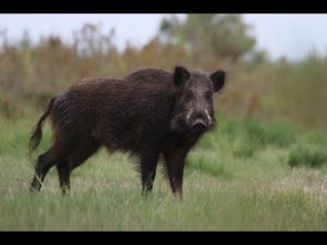 Vidéo : il tue 2 sangliers avec une seule balle