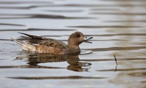 Des données intéressantes sur le canard siffleur grâce à l’ISNEA