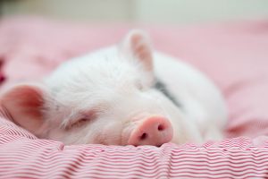 Un cochon sauvé de l’abattoir, fini finalement en pâté