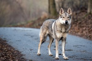 Un loup percuté sur l’autoroute A8