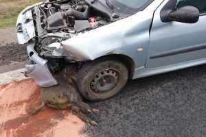 Collision avec le gibier, comment ça se passe vraiment ?