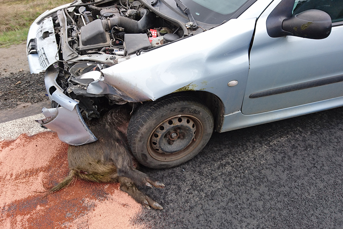 Deux blessés sur l’autoroute A7 après une collision avec un sanglier