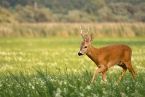 Ivre, un chevreuil charge une promeneuse