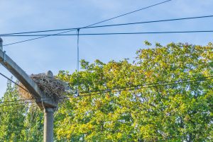 Un nid de pie crée un court-circuit et des retards monstres à la SNCF