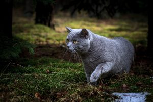 Brigitte Bardot demande une campagne de stérilisations nationale des chats