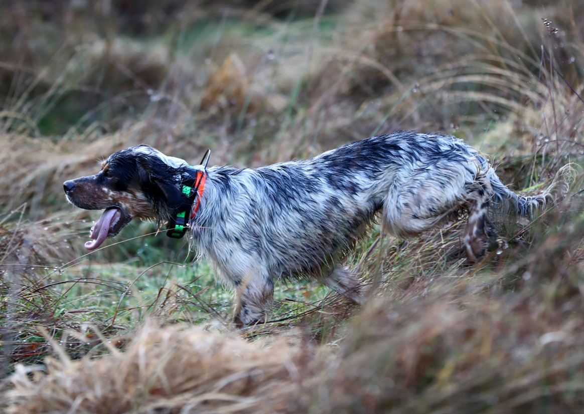 Un chien de chasse équipé du nouveau collier Garmin Pro 550 plus