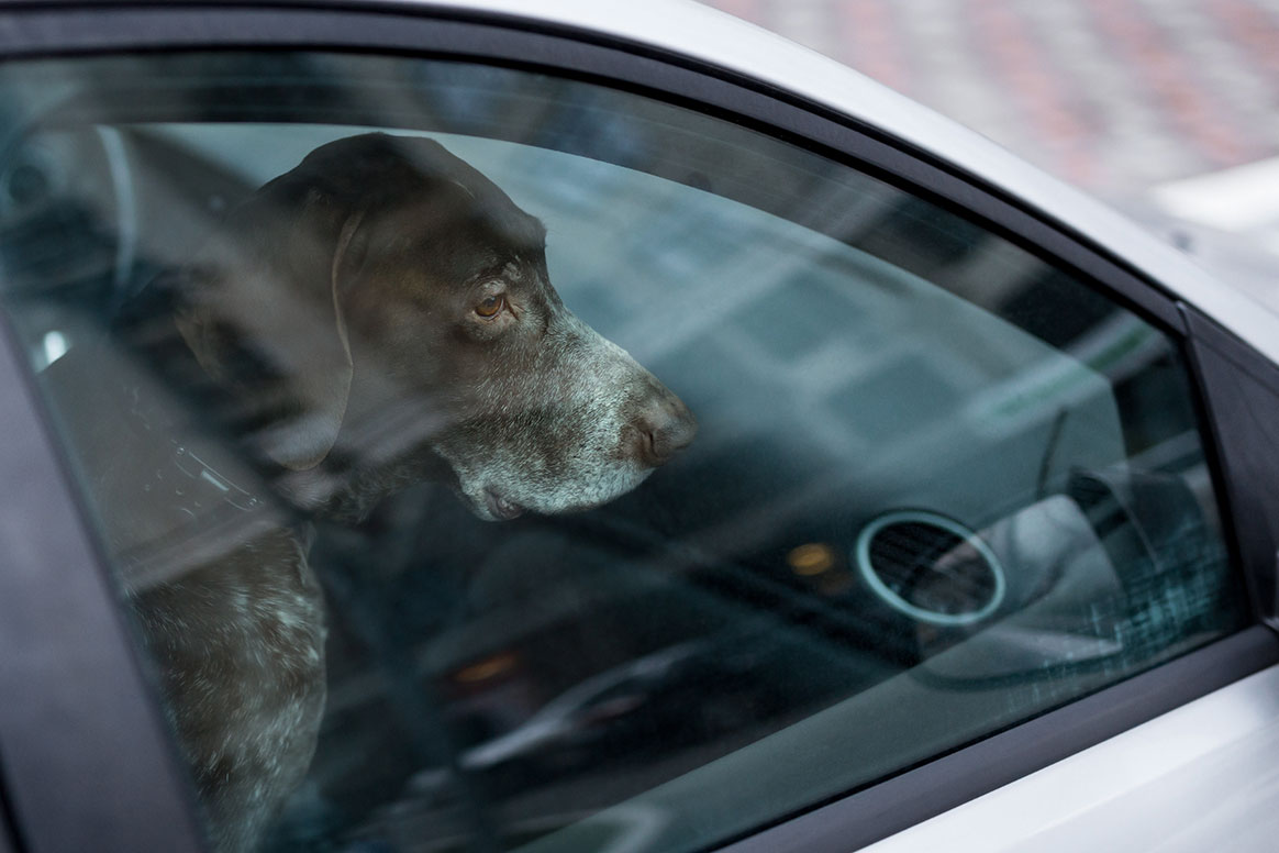 Canicule : que faire si un animal est enfermé dans un véhicule ?