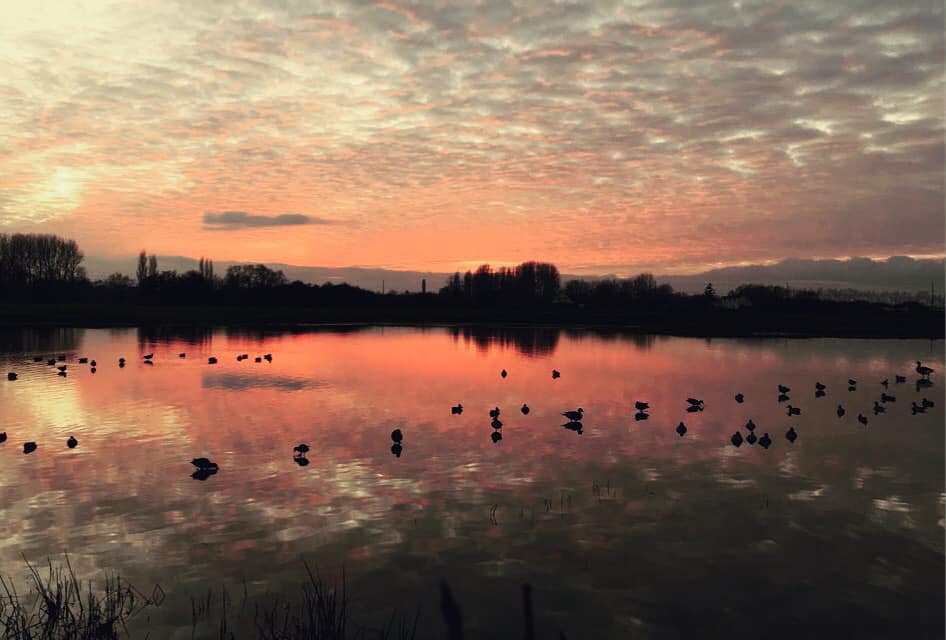 Grippe aviaire, pas d’arrêt de la chasse du gibier d’eau pour le moment