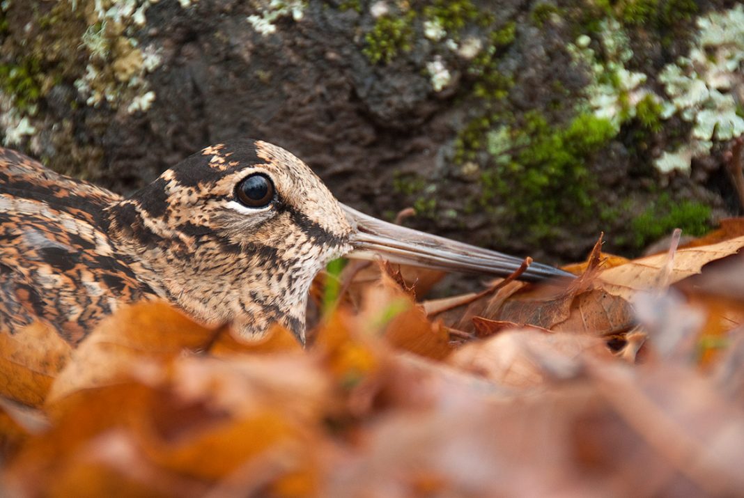 La chasse du petit gibier en Écosse : vivez une expérience inoubliable