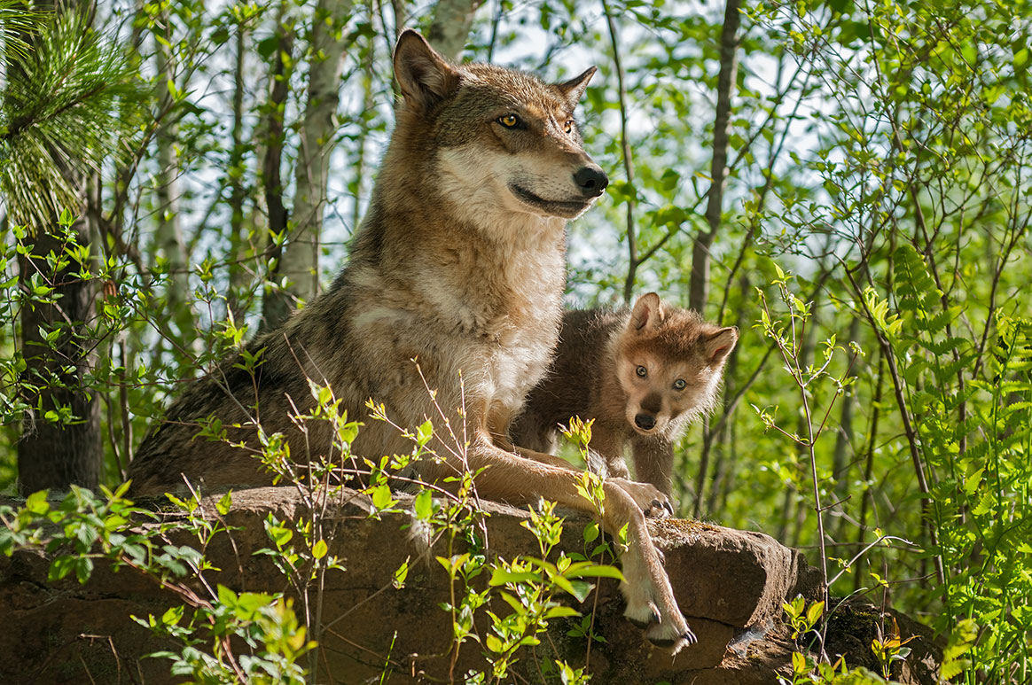 Cas probable d’une première attaque de loup sur l’Homme en France