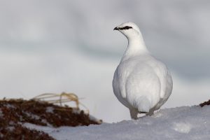 Fermeture de la chasse du grand tétras, du lagopède alpin et de la perdrix grise en Ariège