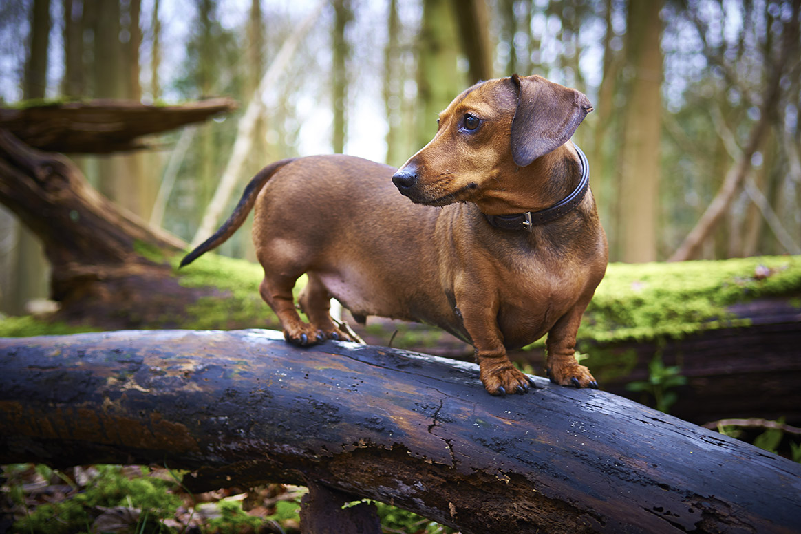 Un chien de chasse retrouvé piégé sous terre