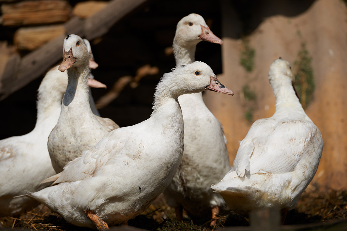 Un cas de grippe aviaire en Sologne : 3000 canards abattus