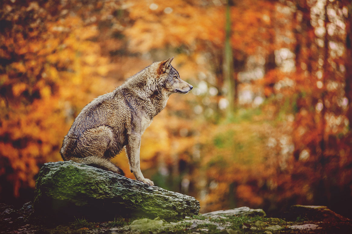 Belgique 30 000€ de prime à quiconque aidera à trouver l’auteur présumé de la mort d’une louve