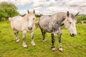 Une Anglaise porte plainte contre l’odeur des chevaux de son voisin