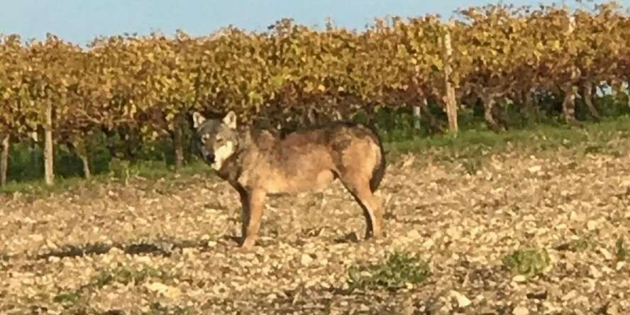 Un loup formellement identifié en Charente-Maritime