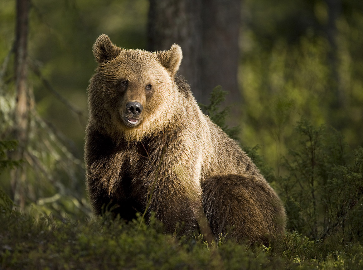 Pyrénées : l’effarouchement de l’ours autorisé en cas d’attaque